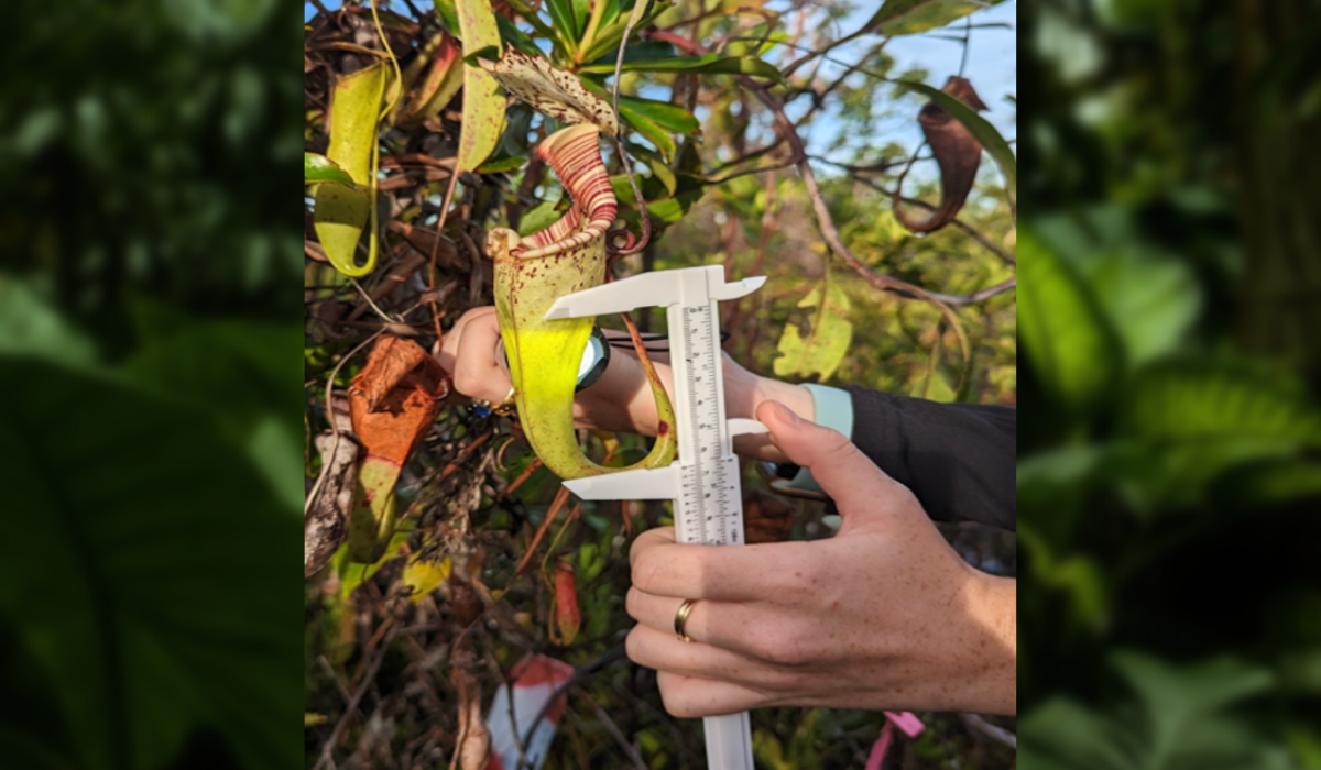 Measuring the fluid height within a pitcher