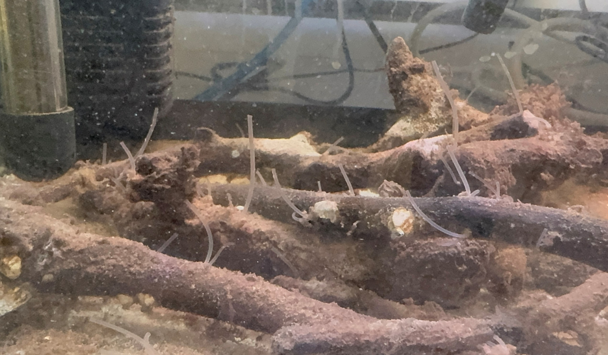 Naked clams feeding on microencapsulated feeds. 