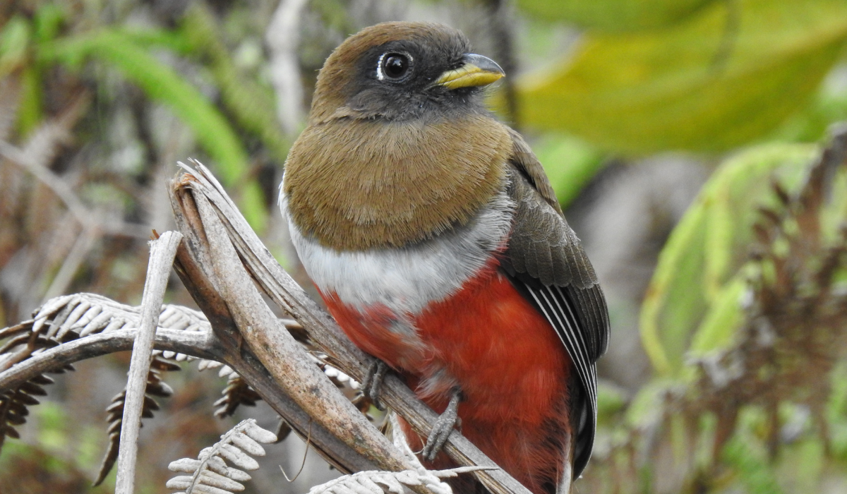 Red chested bird
