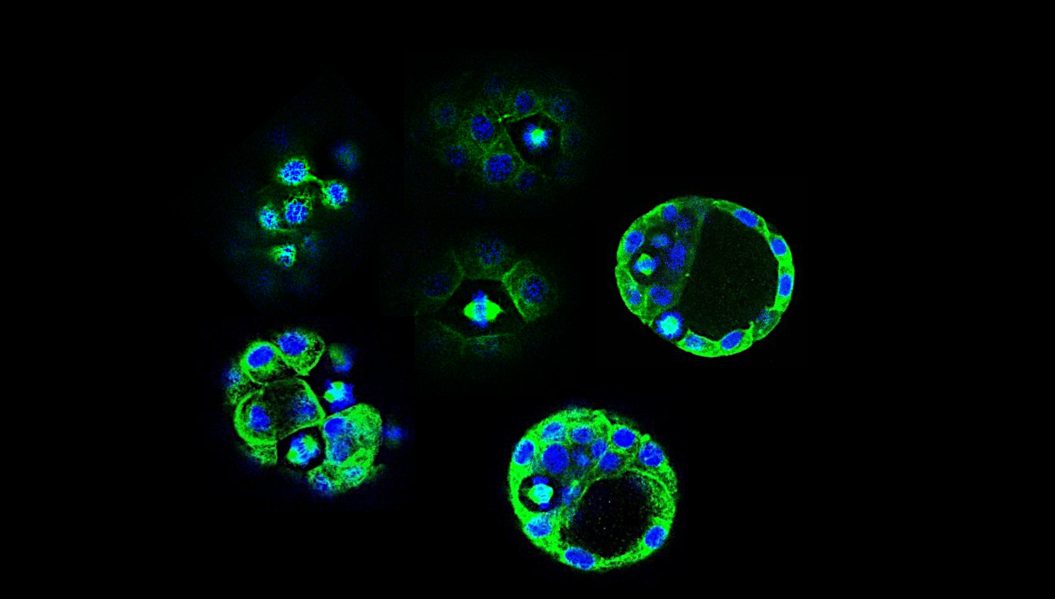 Cell division in the early embrio