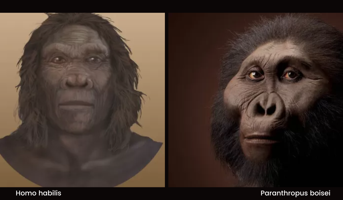 Image of two faces: Paranthropus boisei and Homo habilis