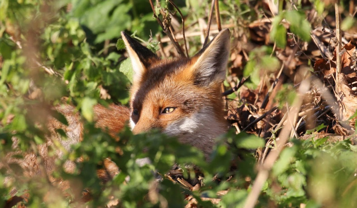 Exterior shot of a fox hiding in wooded area