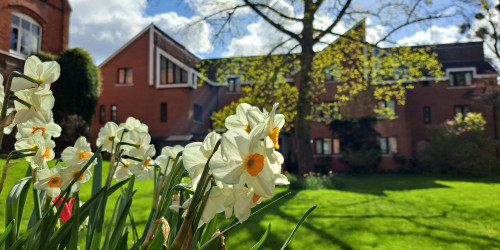 Spring daffodils