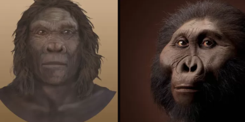 Image of two faces: Paranthropus boisei and Homo habilis