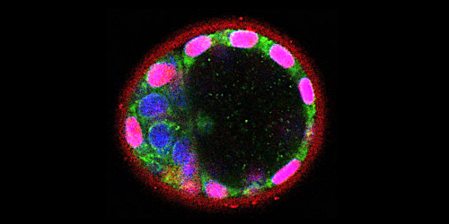 Ealry stages embryo