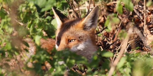 Exterior shot of a fox hiding in wooded area